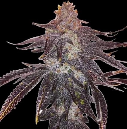 501st OG cannabis seeds packaging — Royal King Seeds Australia