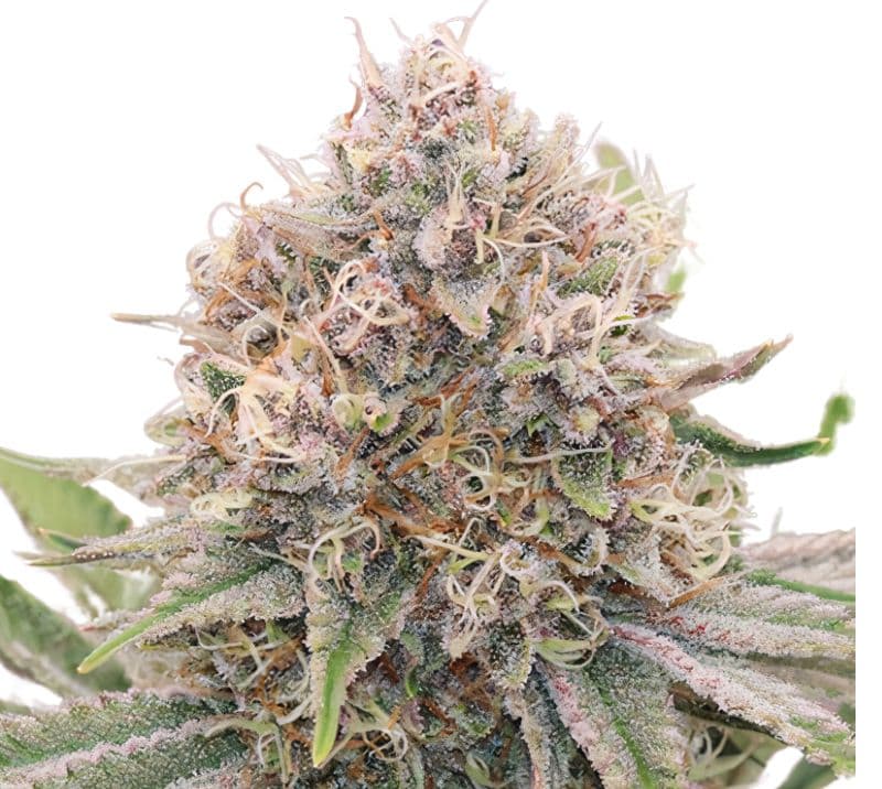 5th Element cannabis seeds packaging — Royal King Seeds Australia