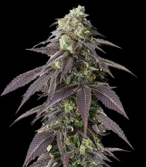 707 Headband cannabis seeds packaging — Royal King Seeds Australia