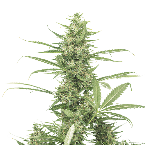 8 Ball Kush cannabis seeds packaging — Royal King Seeds Australia
