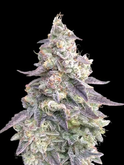 9 Pound Hammer cannabis seeds packaging — Royal King Seeds Australia