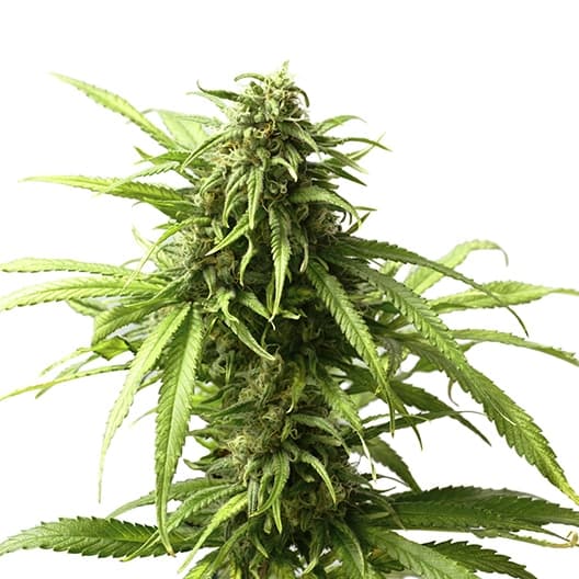 98 Aloha White Widow cannabis seeds packaging — Royal King Seeds Australia