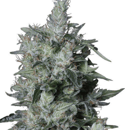 A-Train cannabis seeds packaging — Royal King Seeds Australia