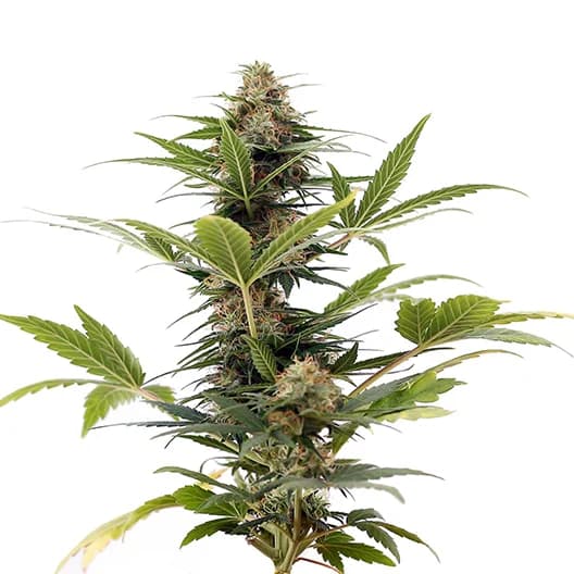 Aberdeen cannabis seeds packaging — Royal King Seeds Australia