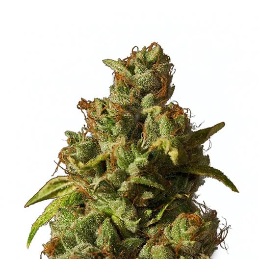 Afcrack cannabis seeds packaging — Royal King Seeds Australia
