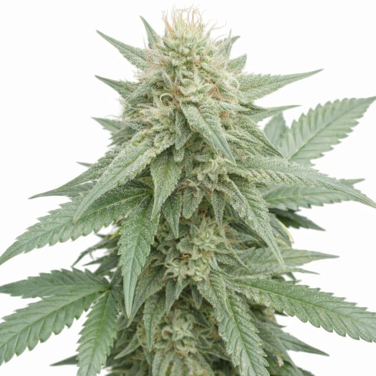 Afghan Big Bud cannabis seeds packaging — Royal King Seeds Australia
