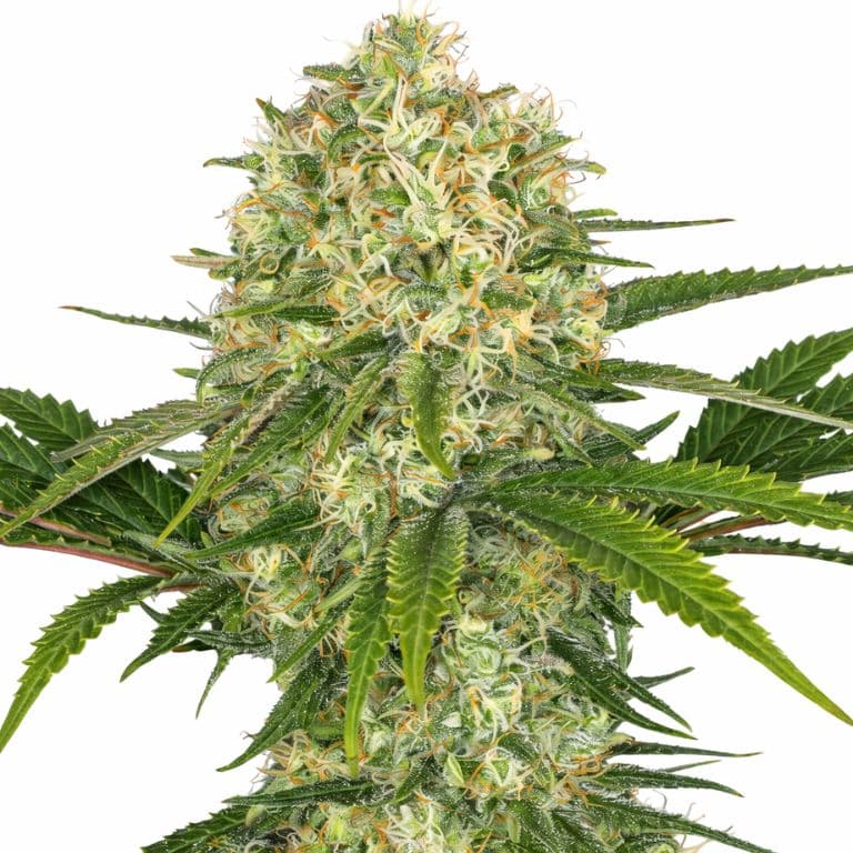 Afghan cannabis seeds packaging — Royal King Seeds Australia