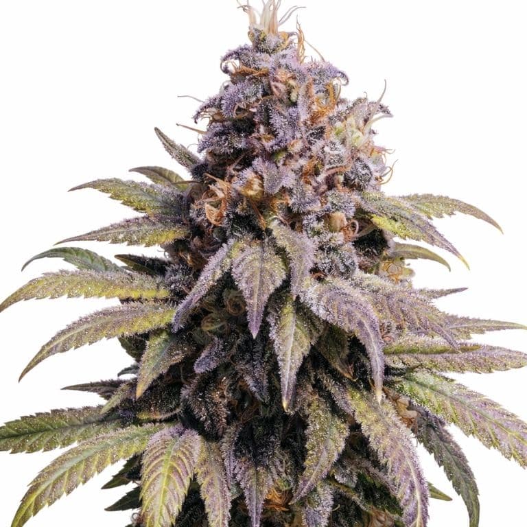 Afghan Kush cannabis seeds packaging — Royal King Seeds Australia