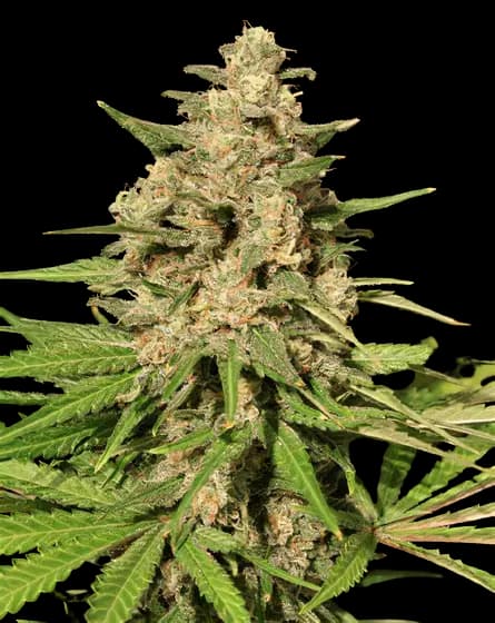 Afghani Bullrider cannabis seeds packaging — Royal King Seeds Australia