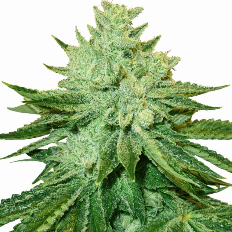 Afgoo cannabis seeds packaging — Royal King Seeds Australia