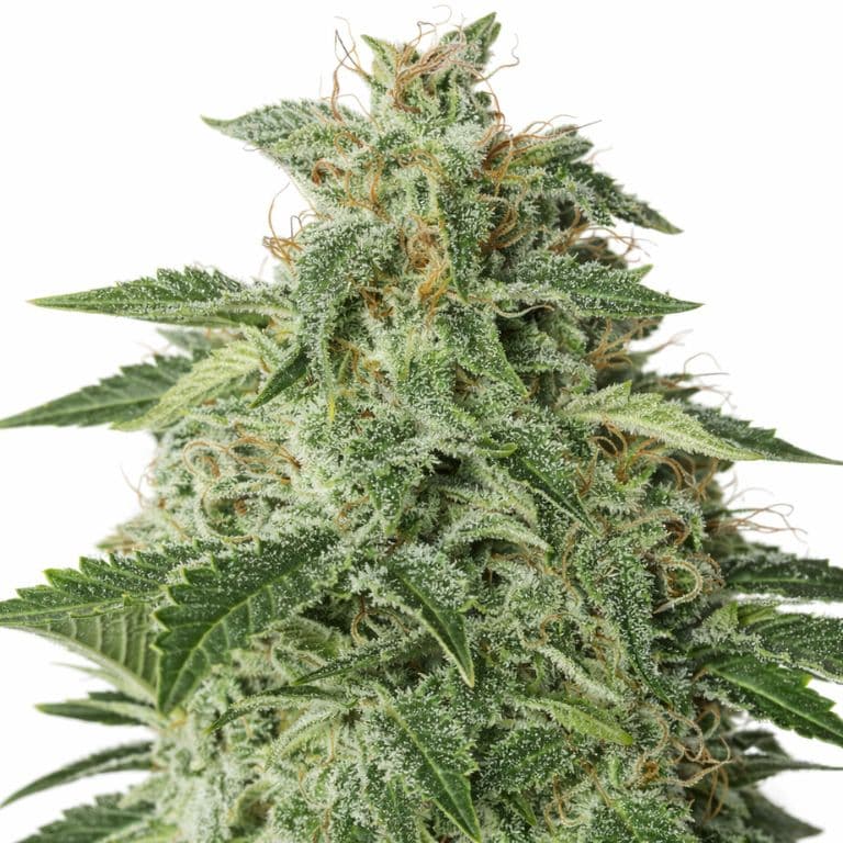 Afgooey cannabis seeds packaging — Royal King Seeds Australia