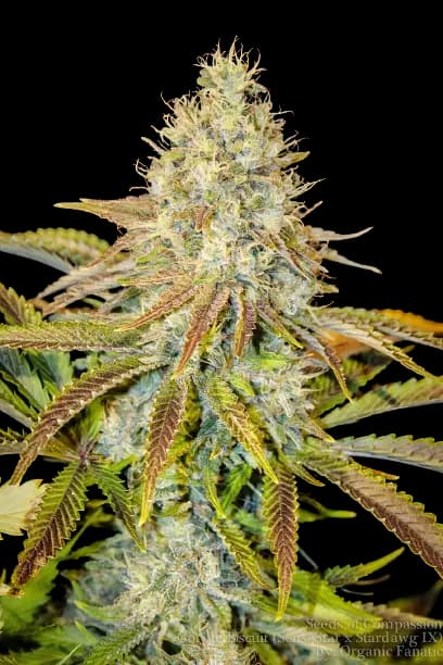 Afwreck cannabis seeds packaging — Royal King Seeds Australia