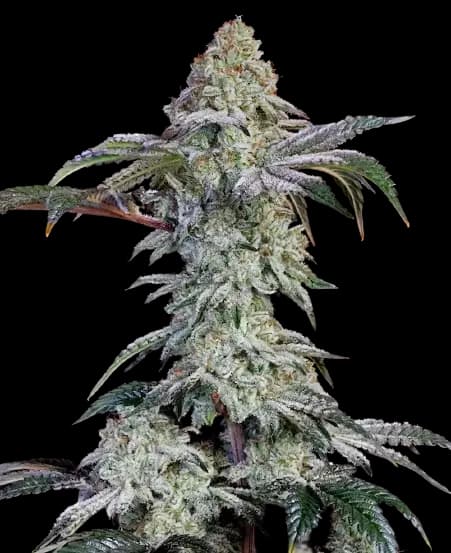 Agent Tangie cannabis seeds packaging — Royal King Seeds Australia