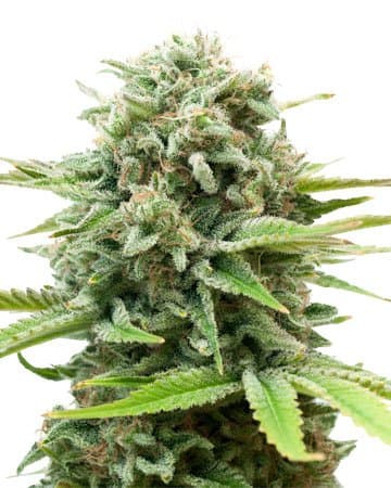AK cannabis seeds packaging — Royal King Seeds Australia