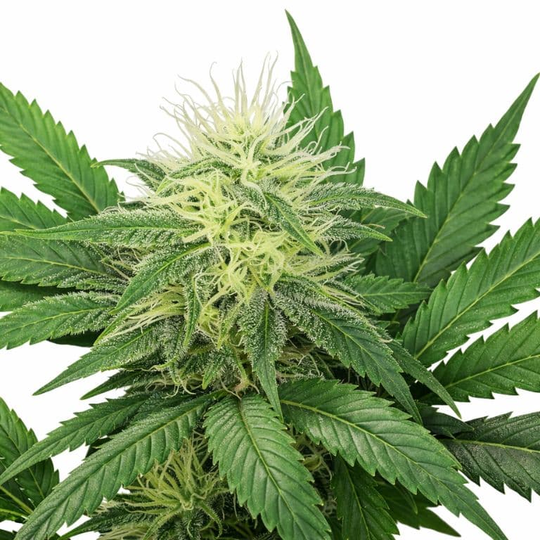 Alaskan Ice cannabis seeds packaging — Royal King Seeds Australia