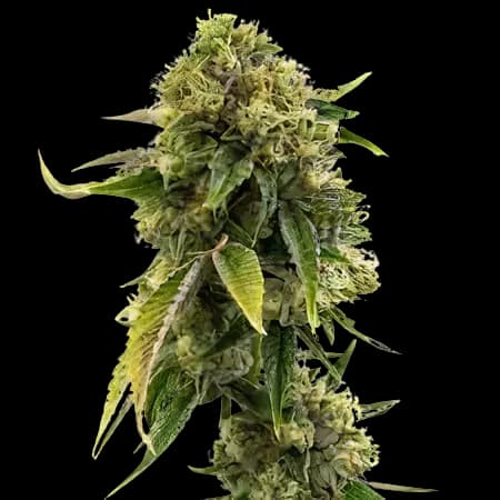 Alien Gorilla Glue cannabis seeds packaging — Royal King Seeds Australia