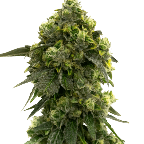 Alien Kush cannabis seeds packaging — Royal King Seeds Australia