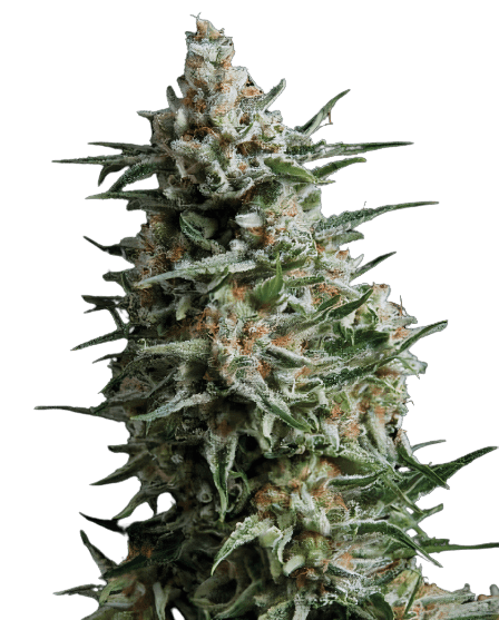 Alien Reunion cannabis seeds packaging — Royal King Seeds Australia