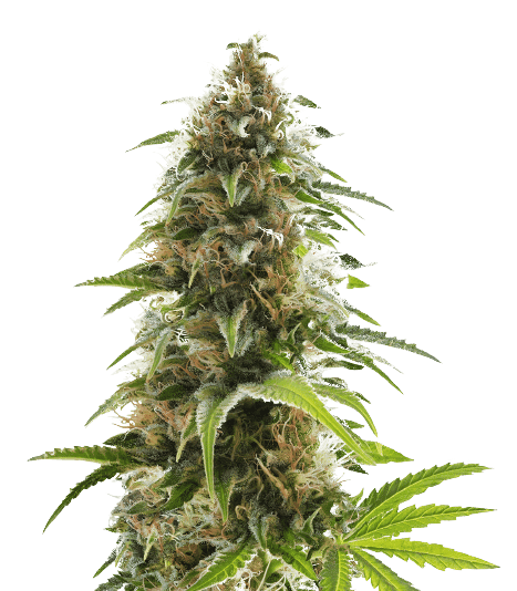 Alien Rift cannabis seeds packaging — Royal King Seeds Australia