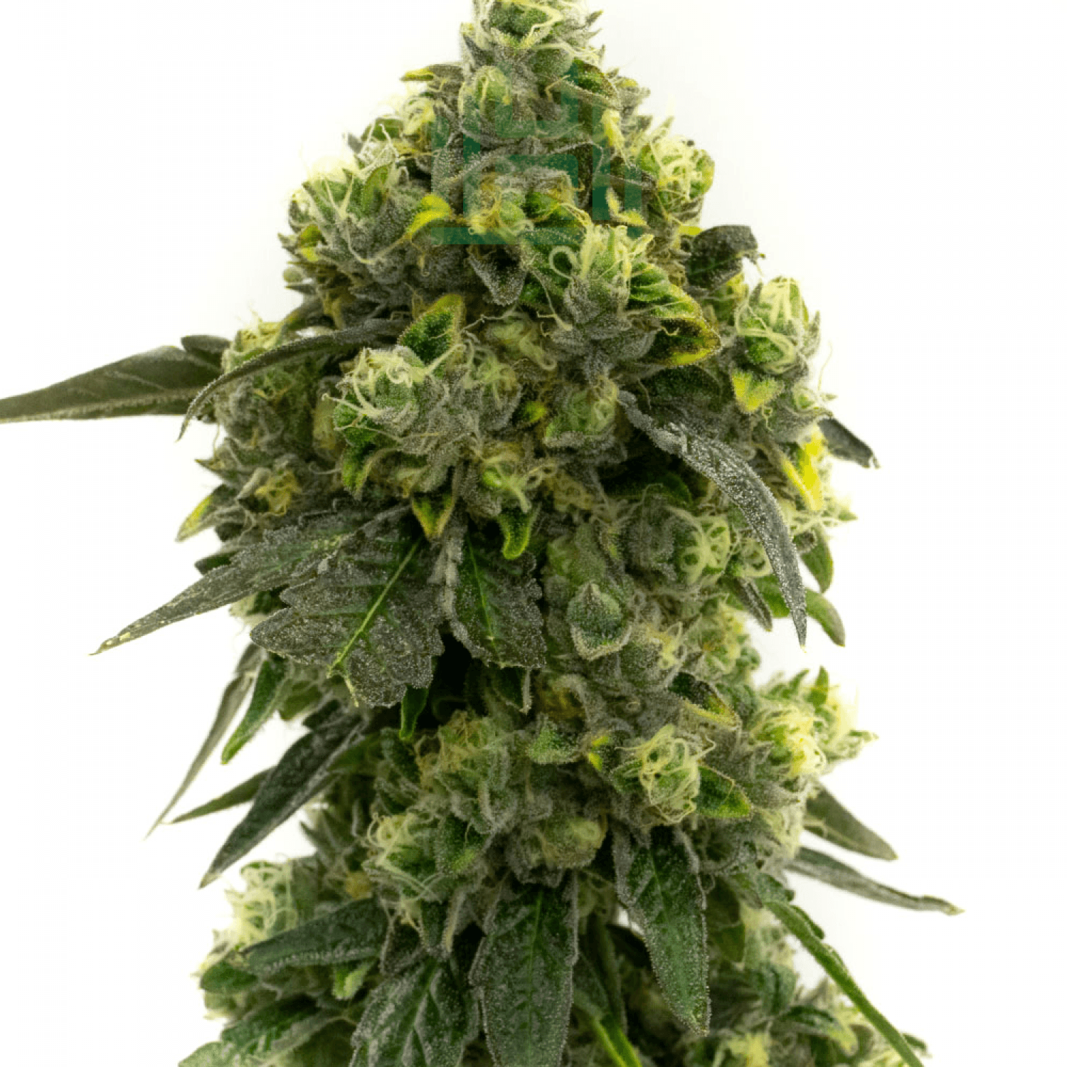 Alien Technology cannabis seeds packaging — Royal King Seeds Australia