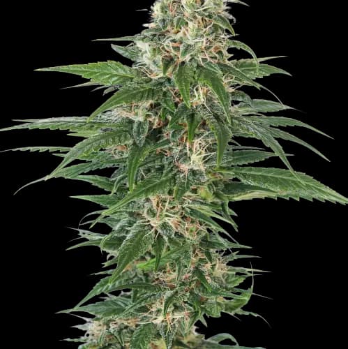 Aliens On Moonshine cannabis seeds packaging — Royal King Seeds Australia