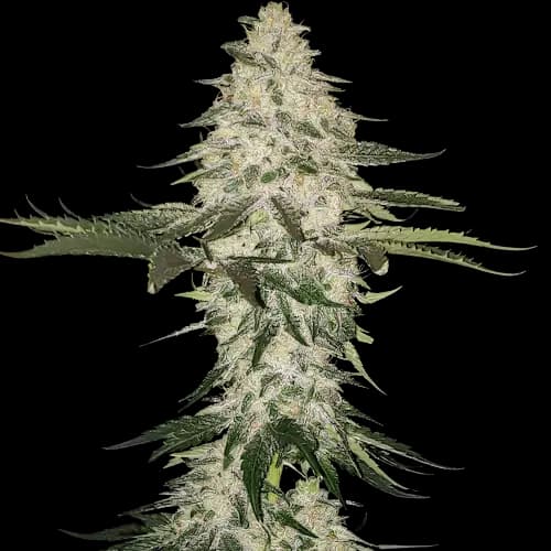 Allen Wrench cannabis seeds packaging — Royal King Seeds Australia