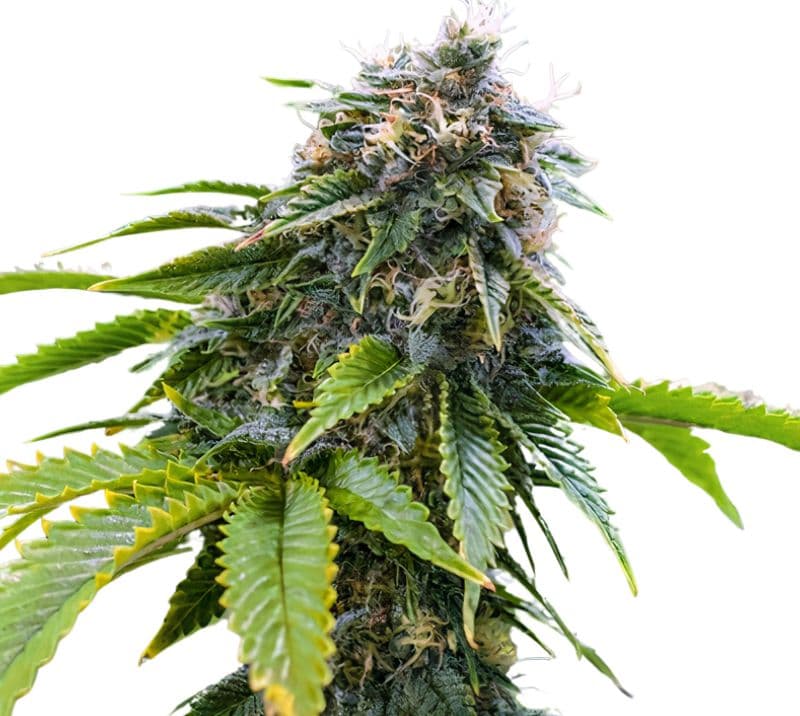 Alpha Blue cannabis seeds packaging — Royal King Seeds Australia