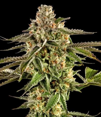 Alpine Blue cannabis seeds packaging — Royal King Seeds Australia
