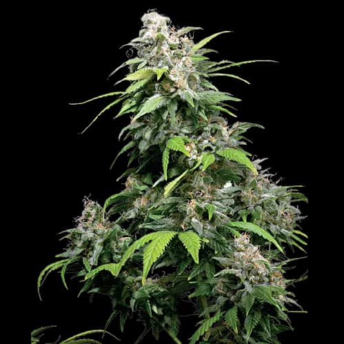 Alpine Star cannabis seeds packaging — Royal King Seeds Australia
