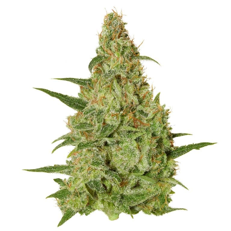 Amazonian cannabis seeds packaging — Royal King Seeds Australia
