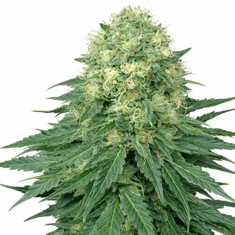Ambrosia cannabis seeds packaging — Royal King Seeds Australia