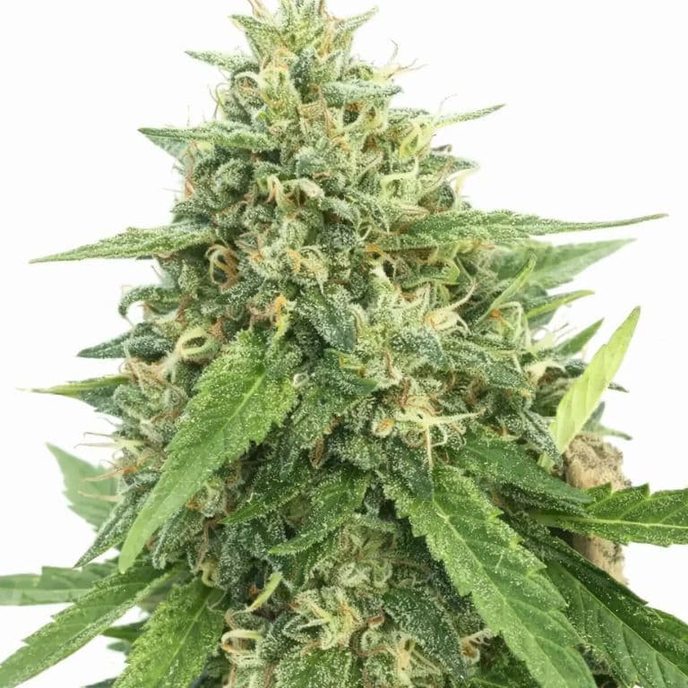 American Haze cannabis seeds packaging — Royal King Seeds Australia
