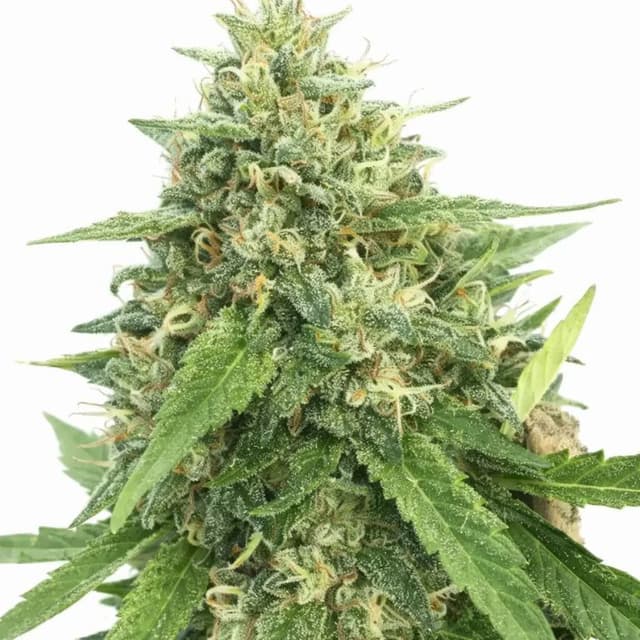 American Haze cannabis seeds packaging — Royal King Seeds Australia