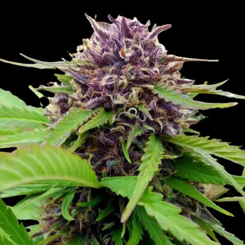 Amethyst cannabis seeds packaging — Royal King Seeds Australia