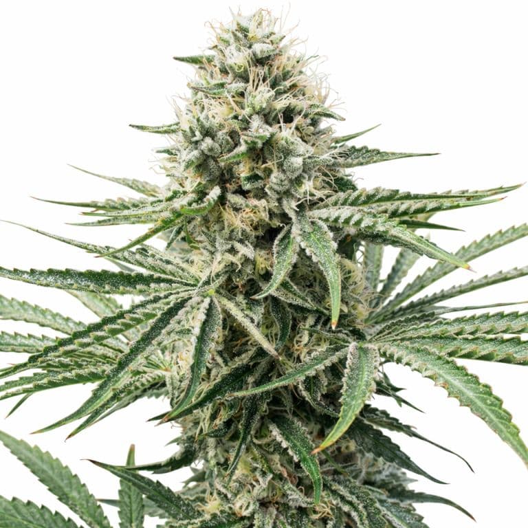Amnesia Lemon cannabis seeds packaging — Royal King Seeds Australia