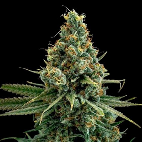 Ancient Kush cannabis seeds packaging — Royal King Seeds Australia