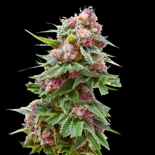 Anesthesia cannabis seeds packaging — Royal King Seeds Australia