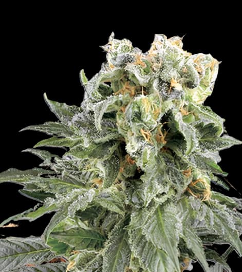 Angel OG cannabis seeds packaging — Royal King Seeds Australia