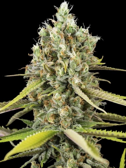 Animal Cookies cannabis seeds packaging — Royal King Seeds Australia