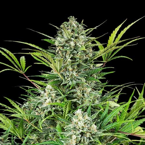 Anonymous OG cannabis seeds packaging — Royal King Seeds Australia