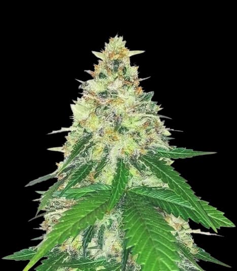 Apple Betty cannabis seeds packaging — Royal King Seeds Australia
