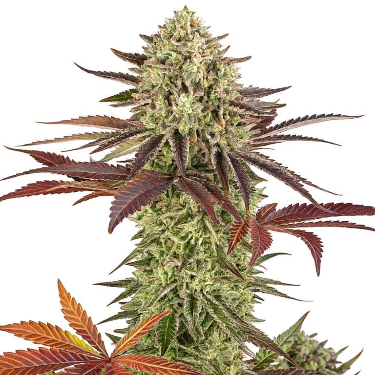Apple Fritter cannabis seeds packaging — Royal King Seeds Australia