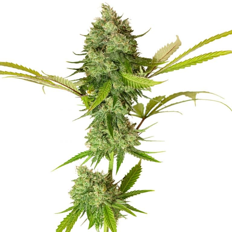 Apple Pie cannabis seeds packaging — Royal King Seeds Australia