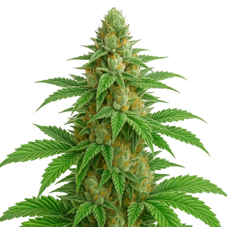 Apples and Bananas cannabis seeds packaging — Royal King Seeds Australia