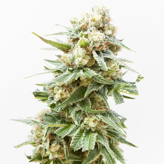 Arctic Sun cannabis seeds packaging — Royal King Seeds Australia