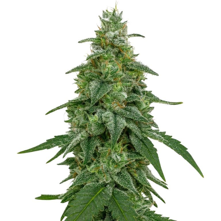 Area 51 cannabis seeds packaging — Royal King Seeds Australia