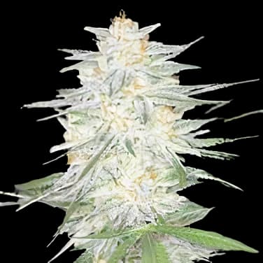 Aspen OG cannabis seeds packaging — Royal King Seeds Australia