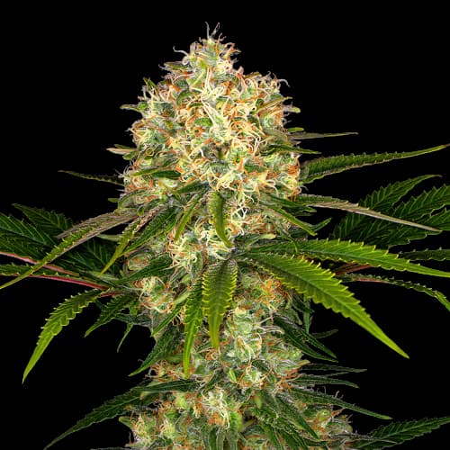 Athabasca cannabis seeds packaging — Royal King Seeds Australia