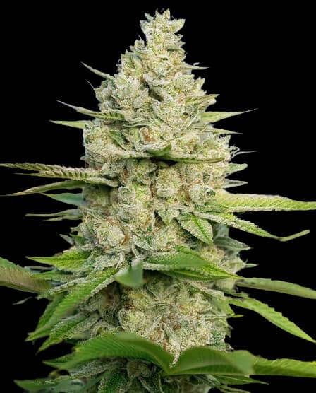 Atomic Northern Lights cannabis seeds packaging — Royal King Seeds Australia
