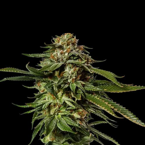 Aurora Borealis cannabis seeds packaging — Royal King Seeds Australia